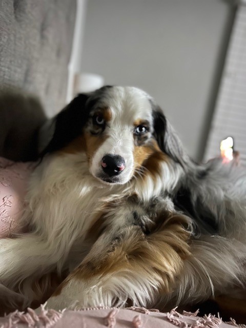Picture of my dog Blue