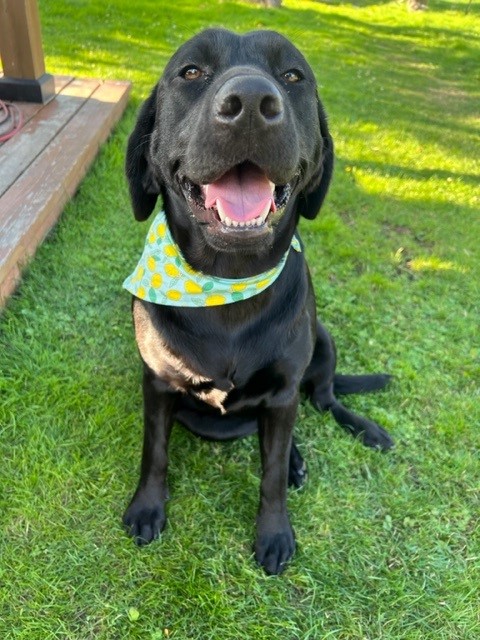 Picture of my dog Oakley